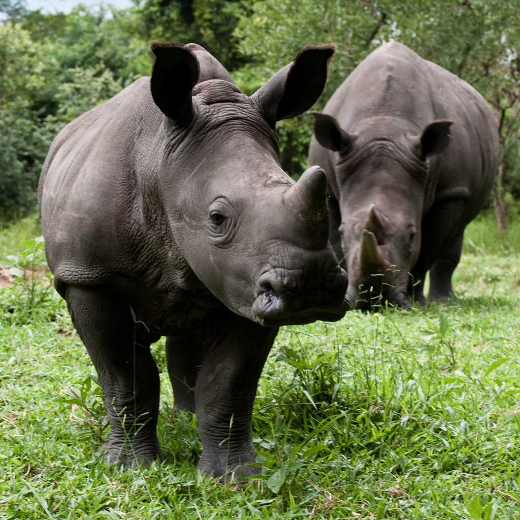 Rhino Trekking