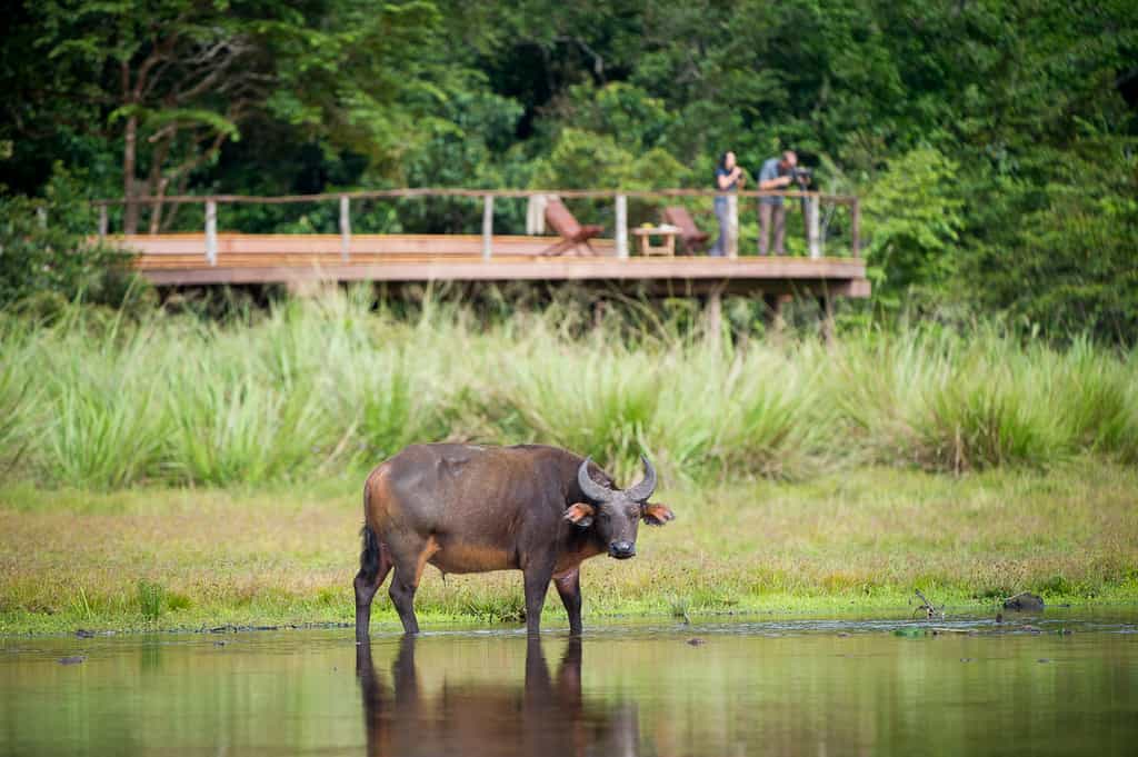 Forest Buffalo