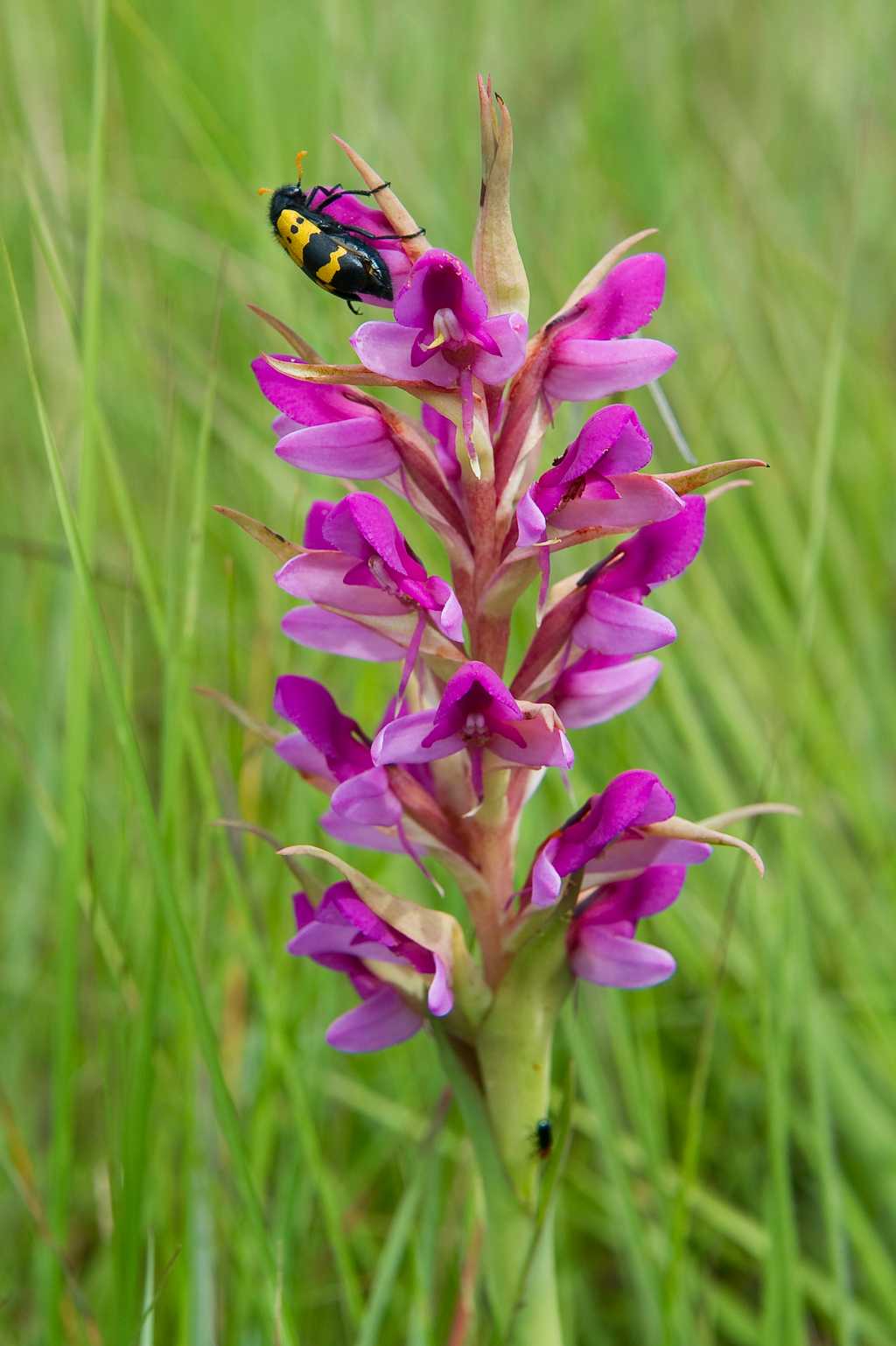 Nyika Flora