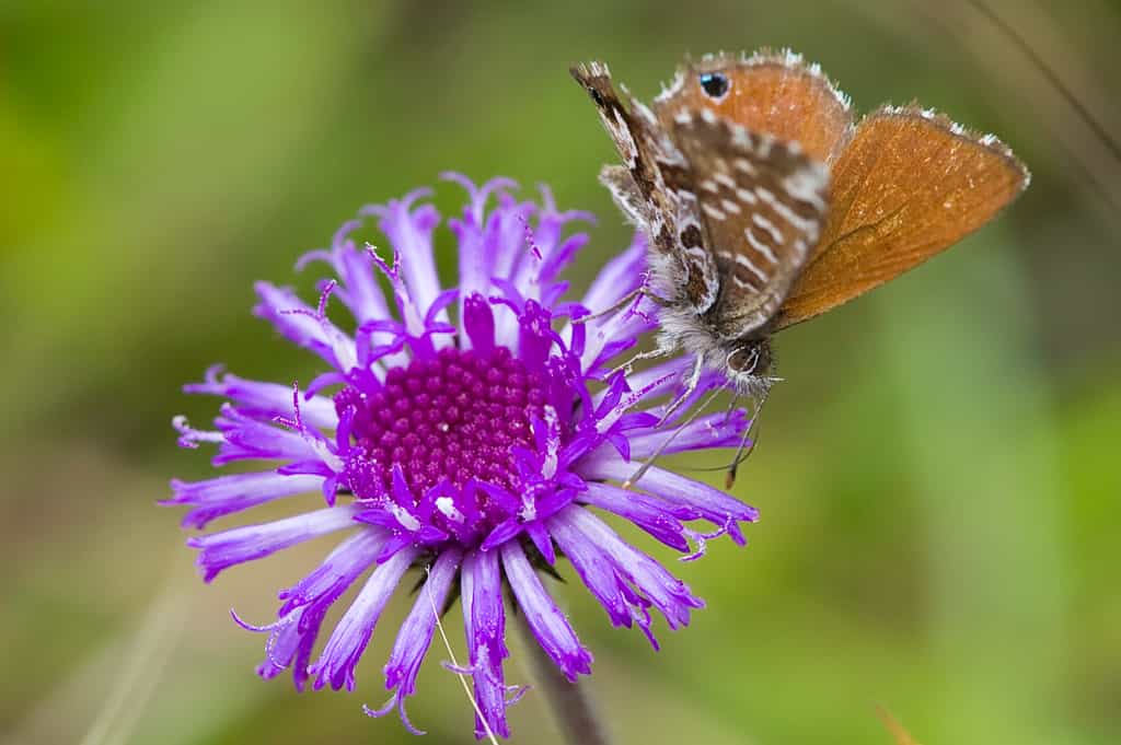 Nyika Flora