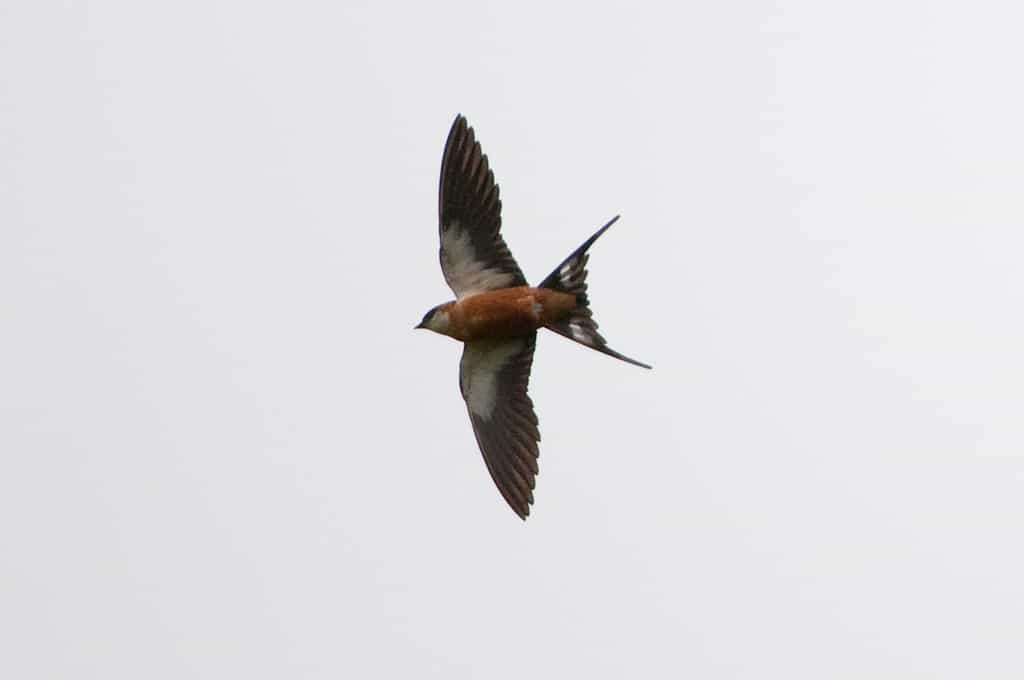 Nyika Birds