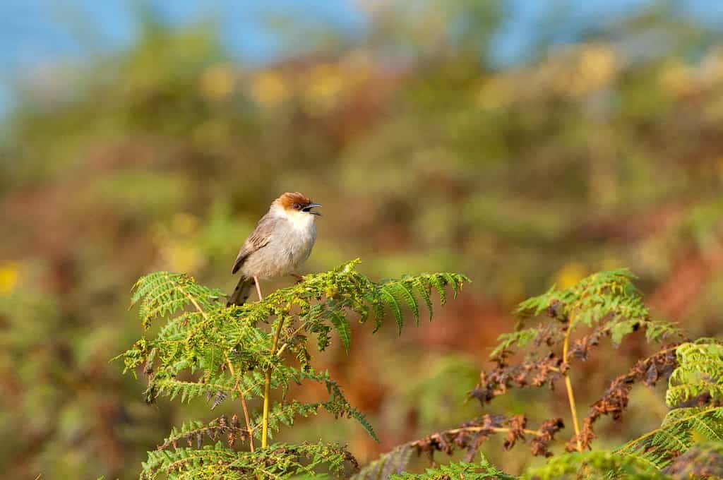 Nyika Birds