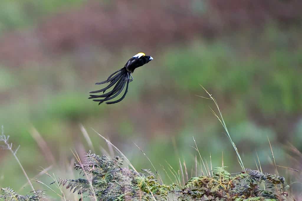 Nyika Birds