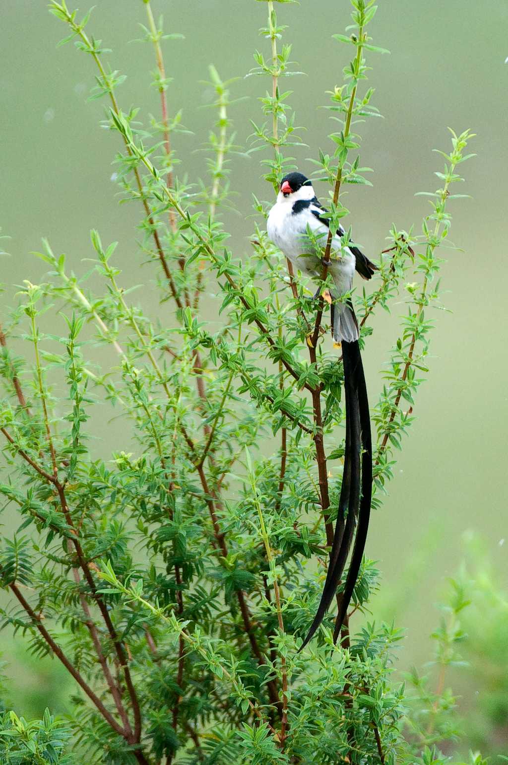 Nyika Birds