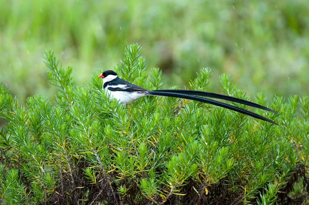 Nyika Birds