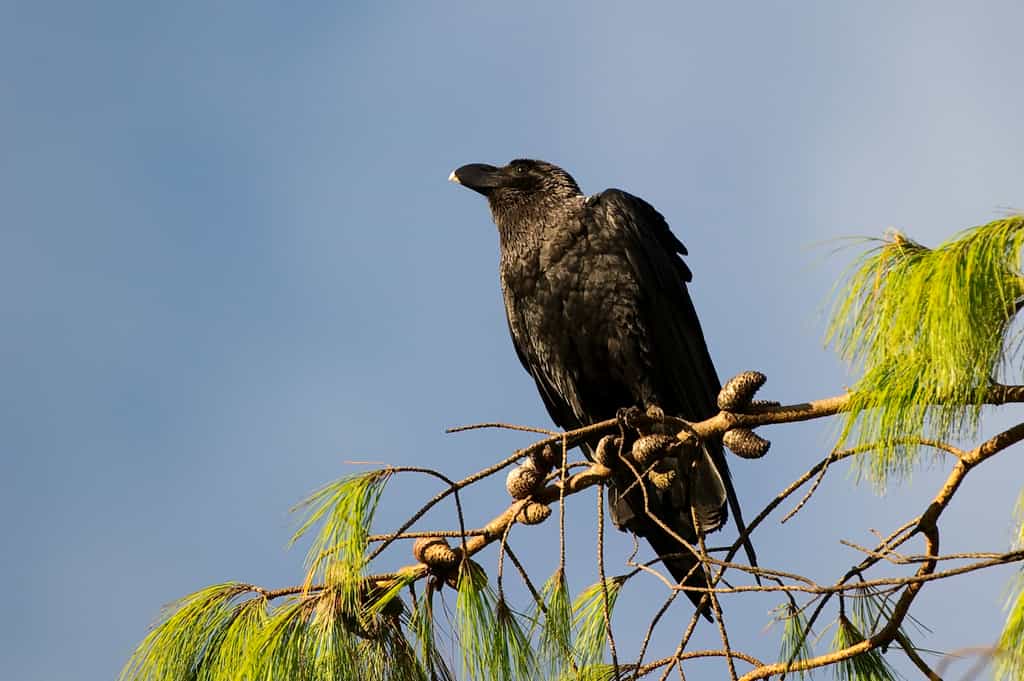 Nyika Birds