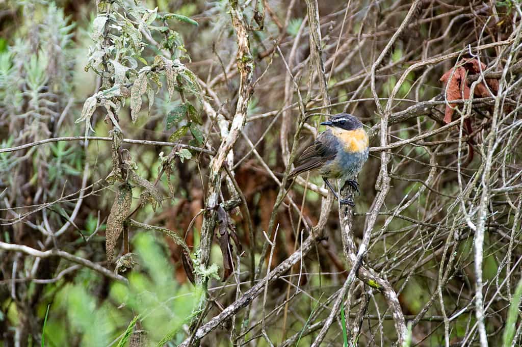 Nyika Birds