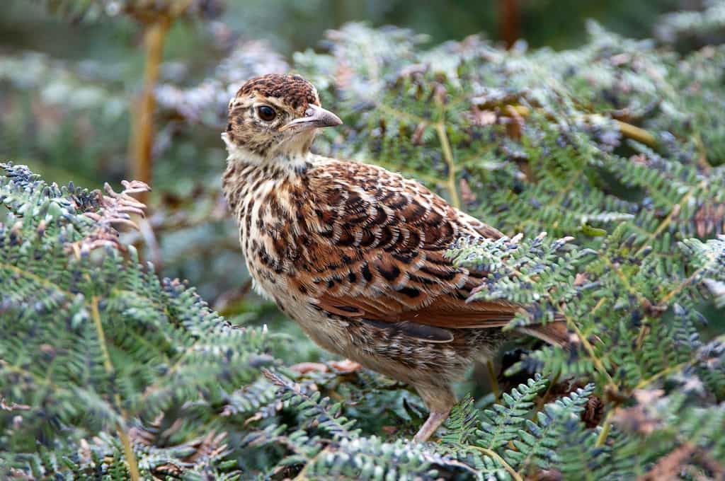 Nyika Birds