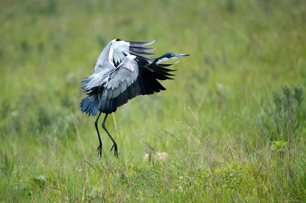 Nyika Birds