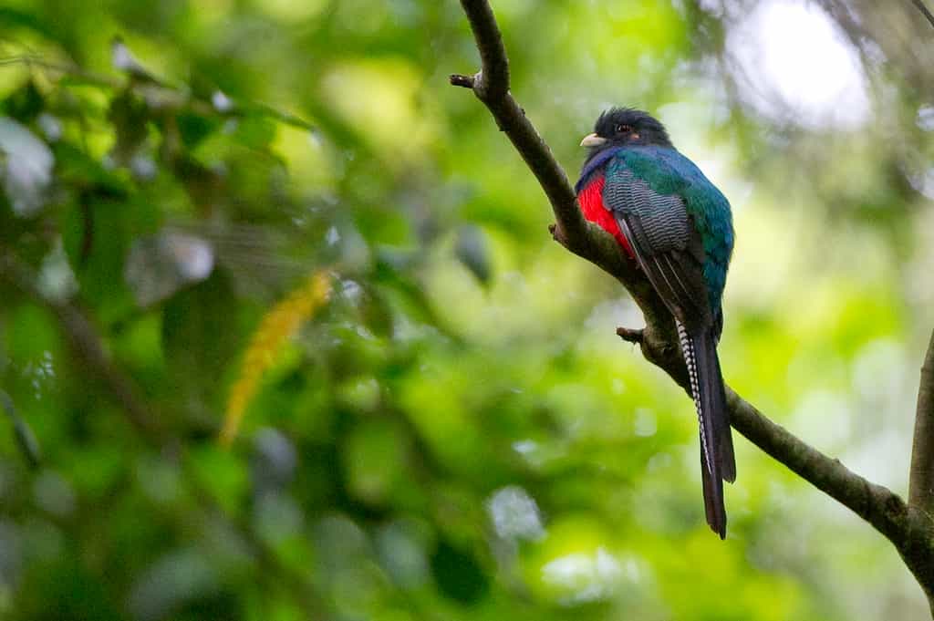 Nyika Birds