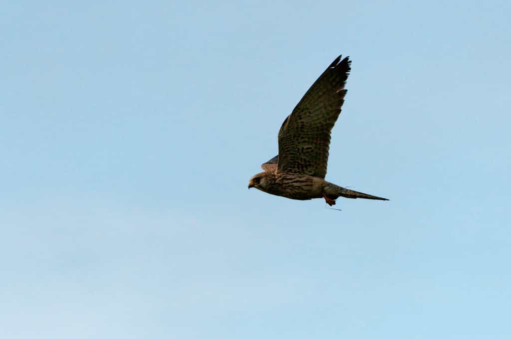 Nyika Birds