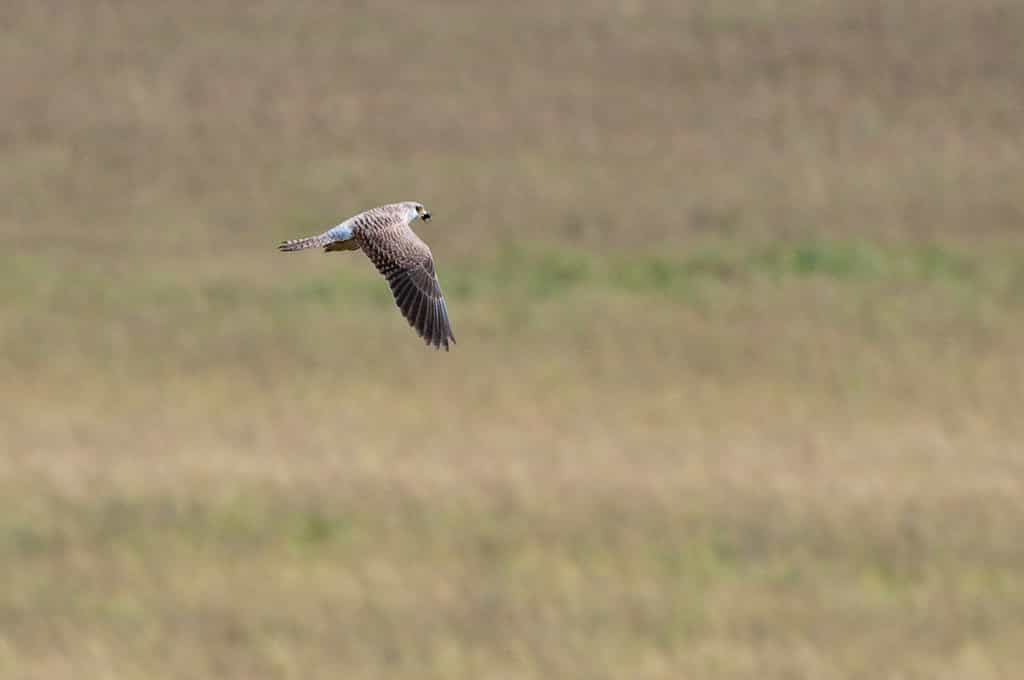 Nyika Birds
