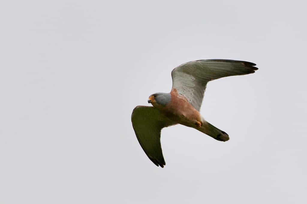 Nyika Birds