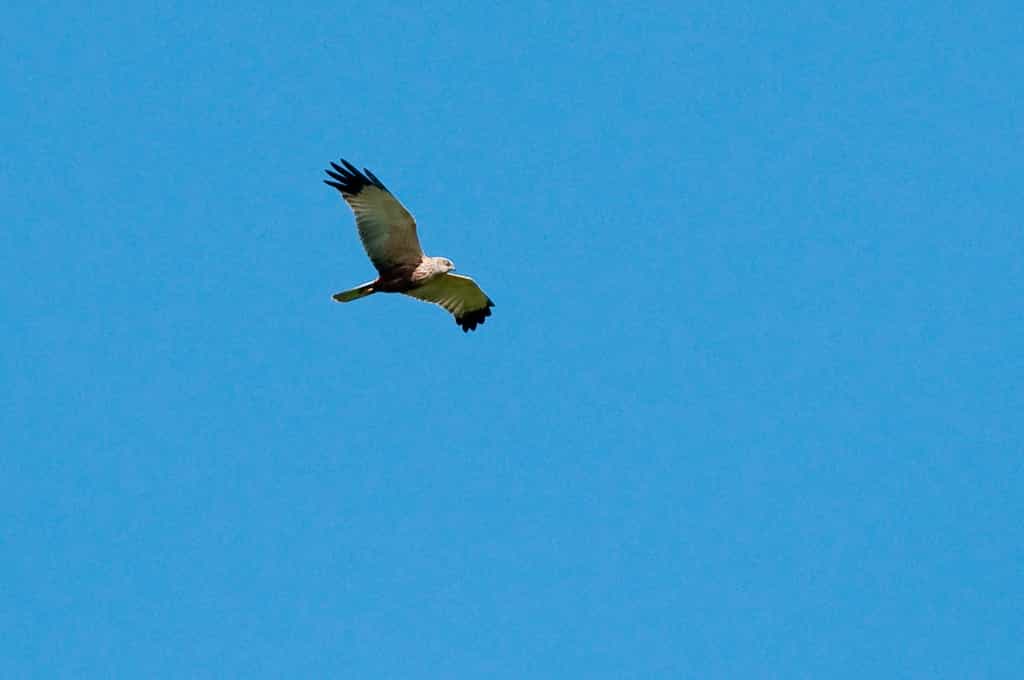 Nyika Birds