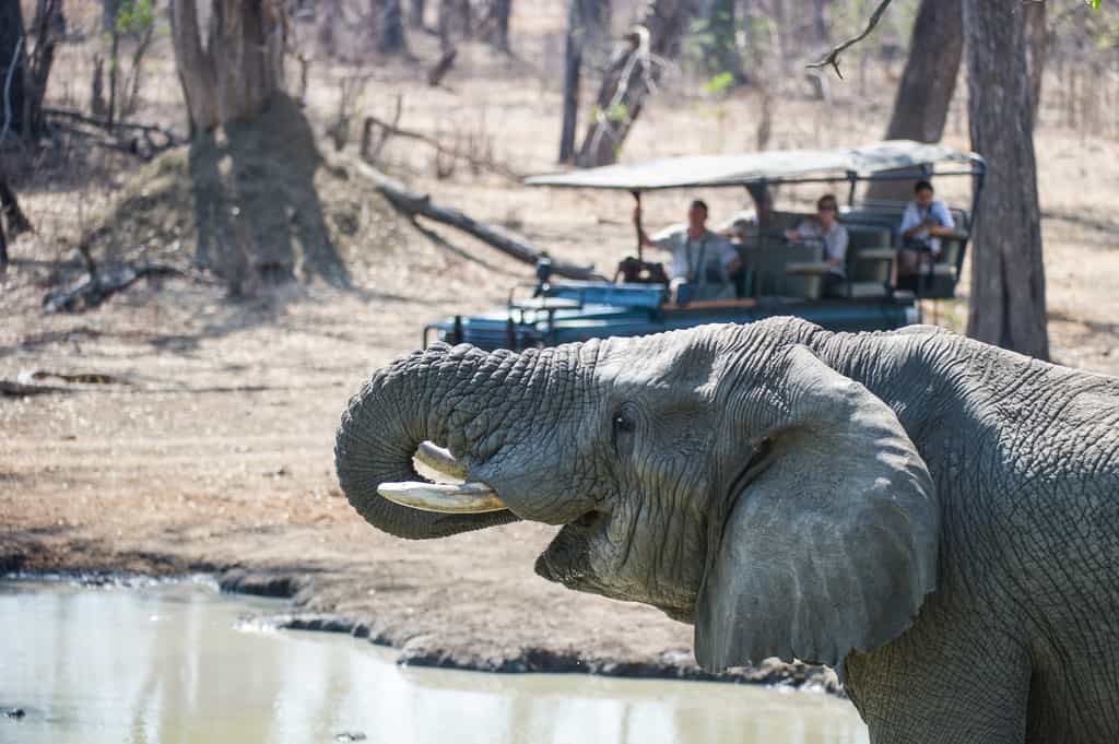 Game Drive