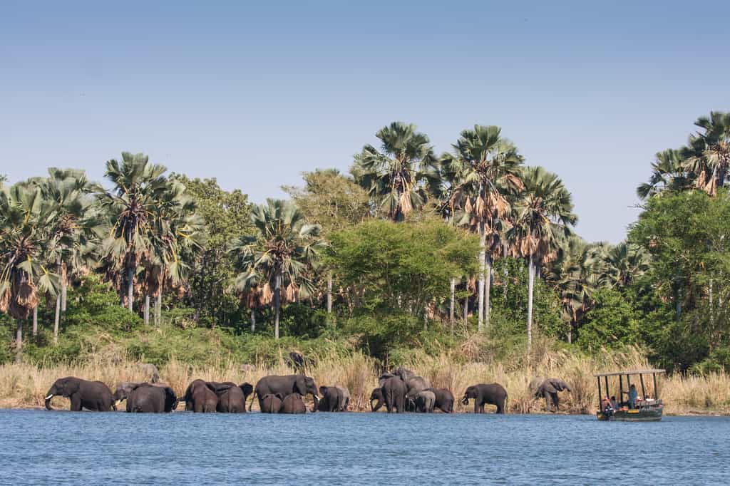 Boat Safari