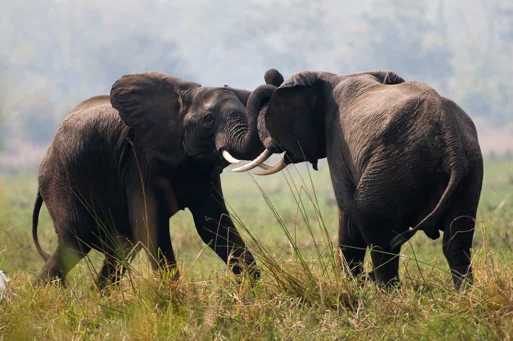 Elephant