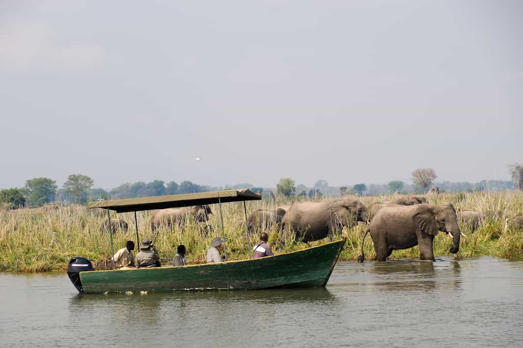 Boat Safari