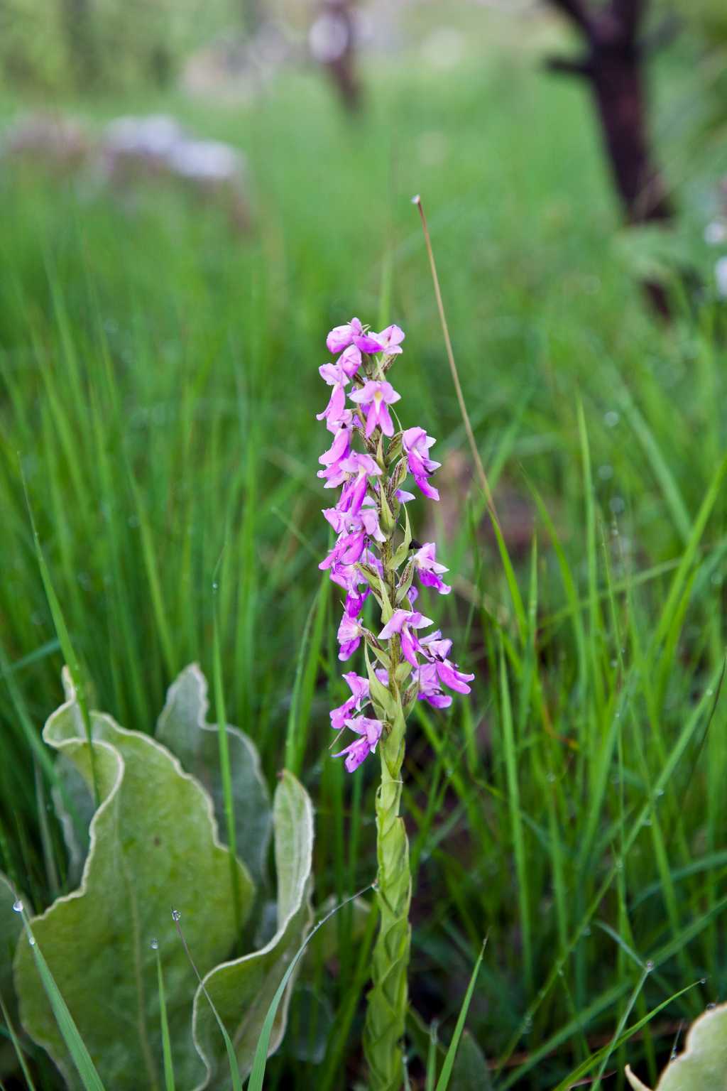 Nyika Flora