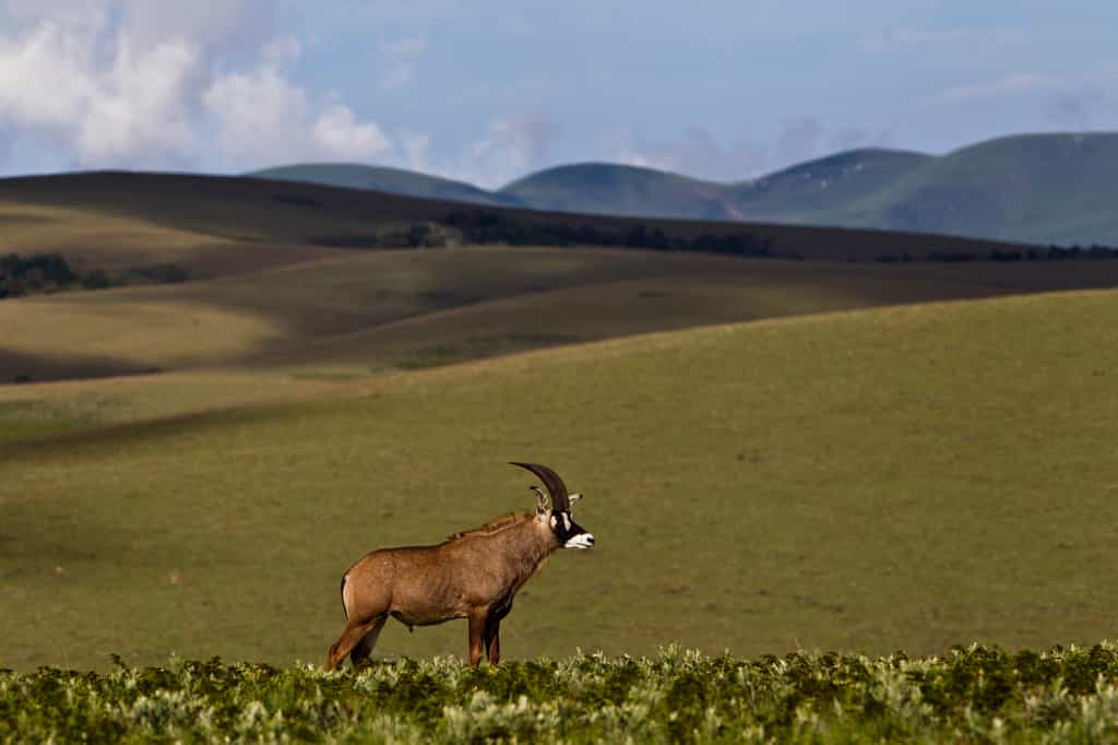 Roan