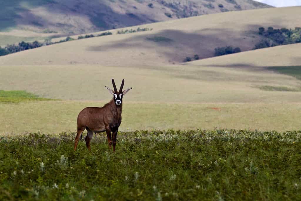 Roan