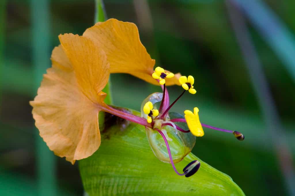 Nyika Flora