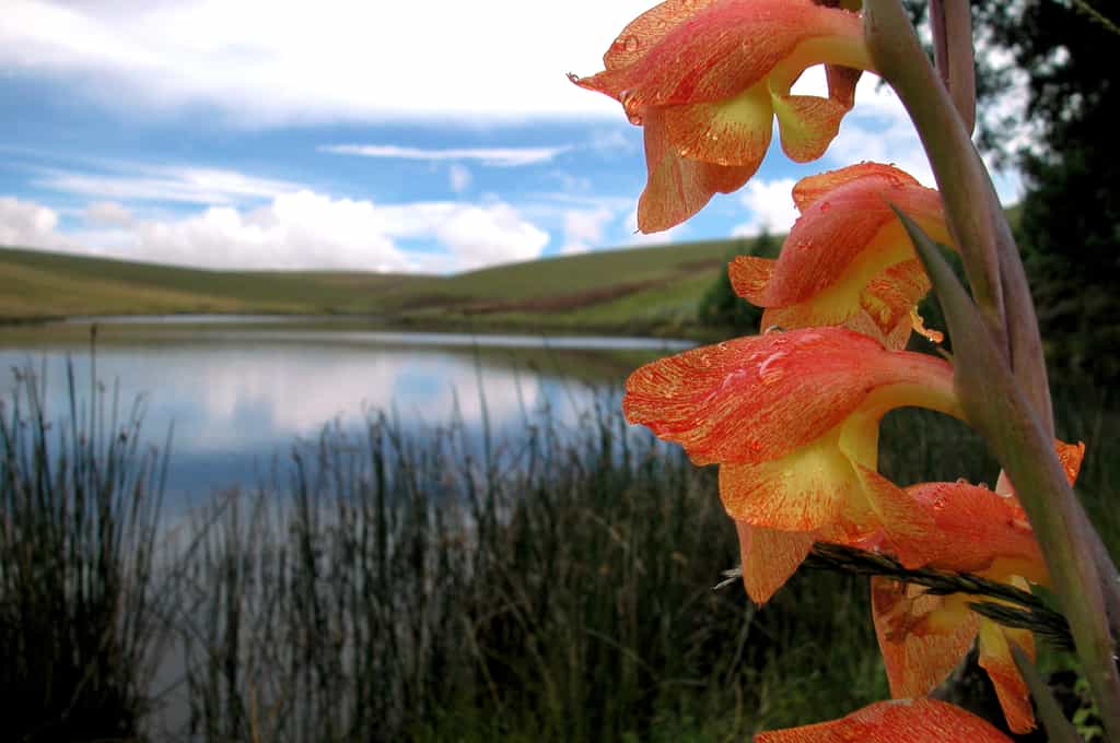 Nyika Flora