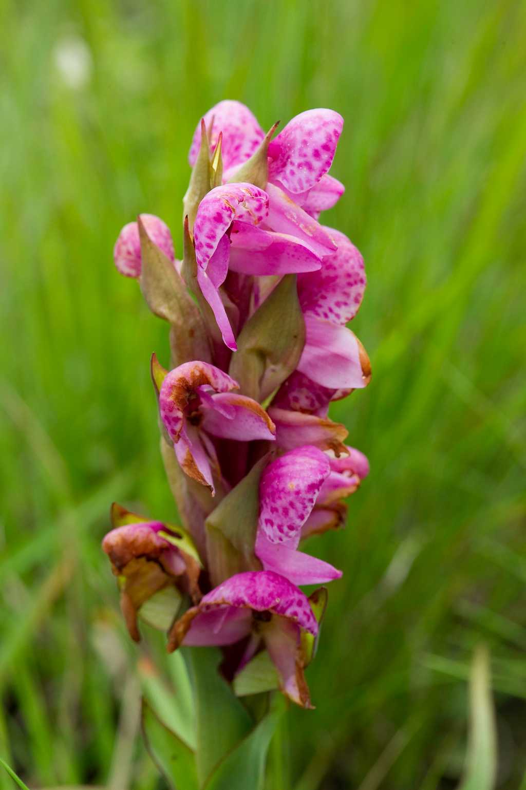 Nyika Flora