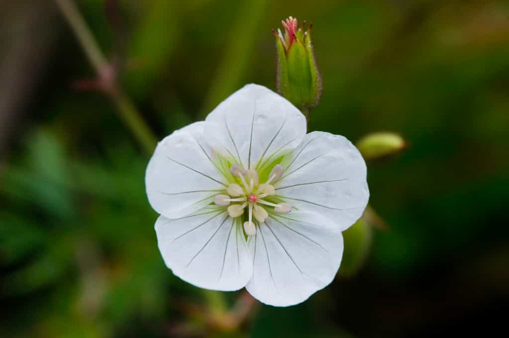Nyika Flora