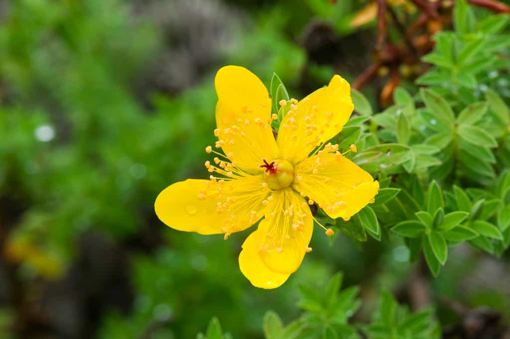 Nyika Flora