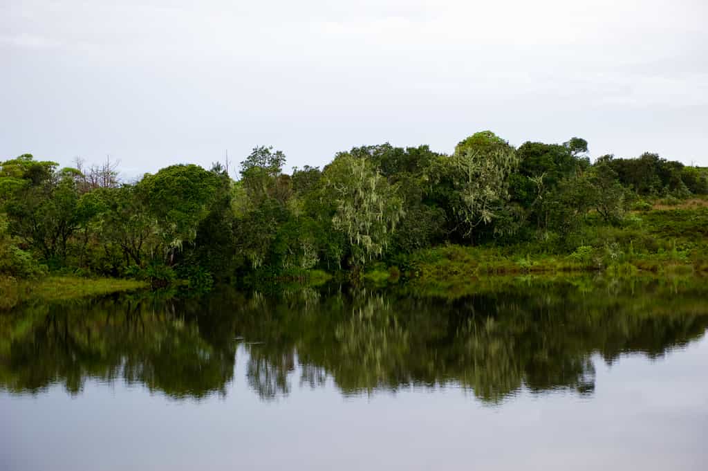 Nyika Woodland
