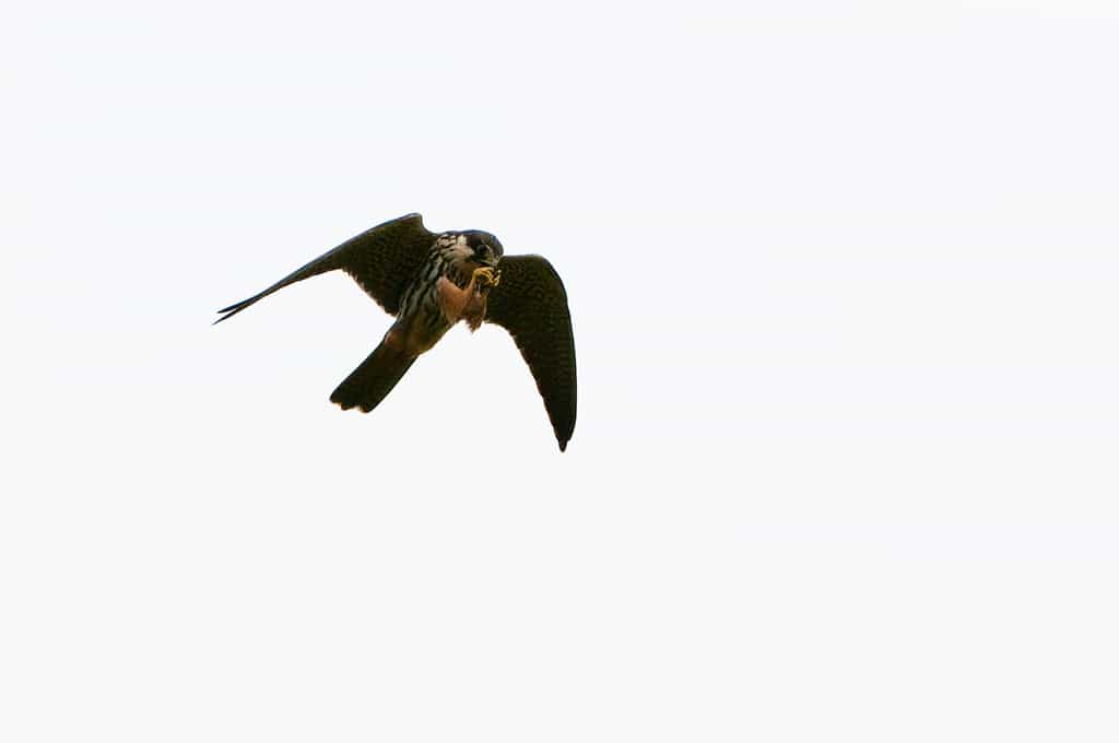Nyika Birds