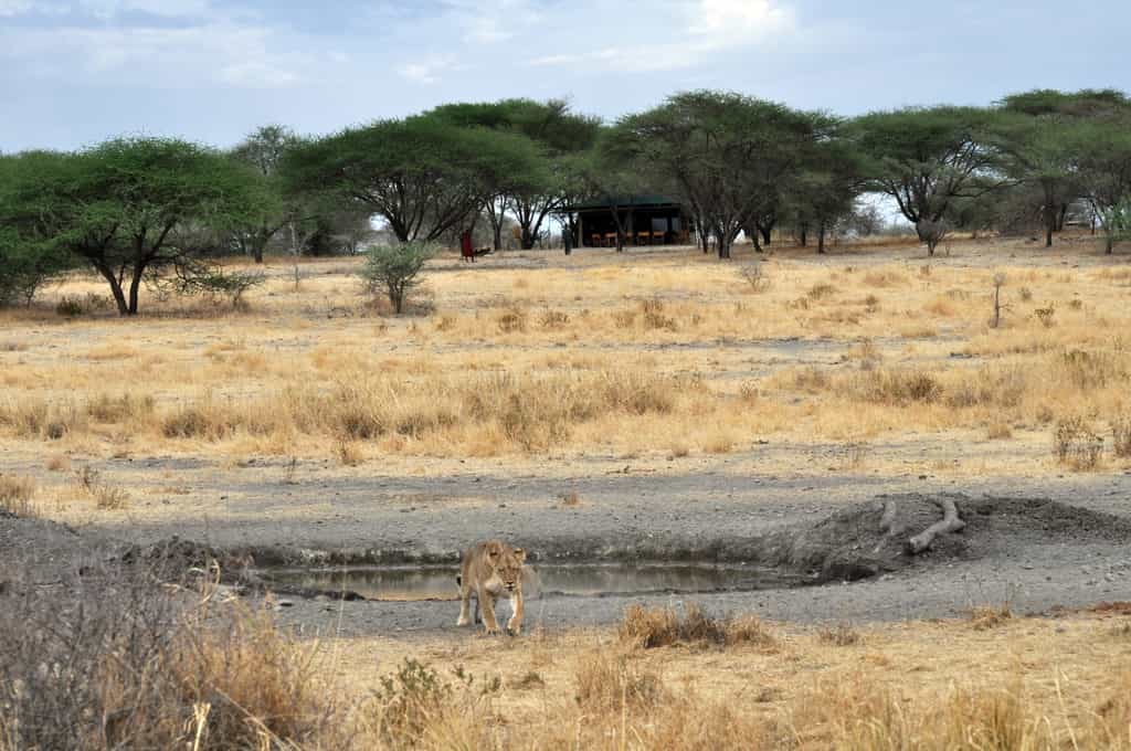 A lioness by the waterhole near camp