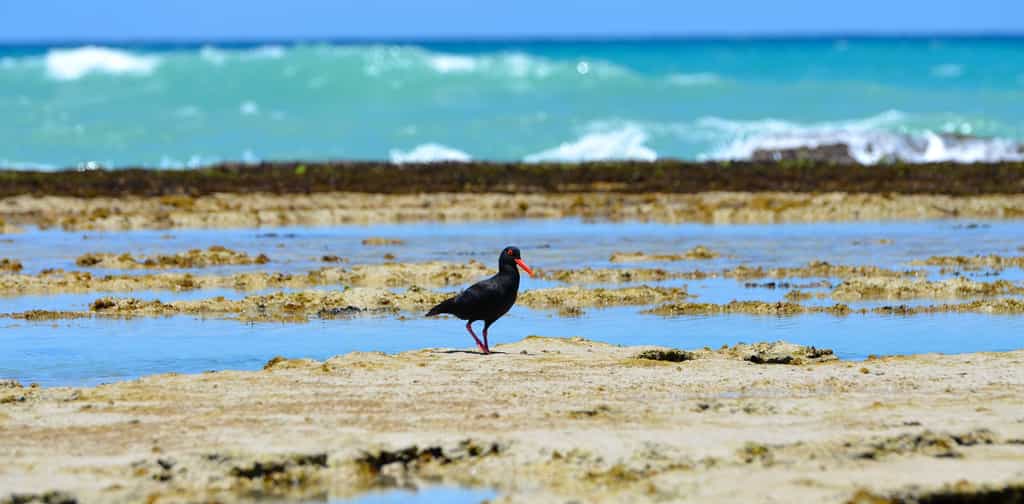 Endangered Black Oystercatcher on the beach in front of Morukuru Ocean House