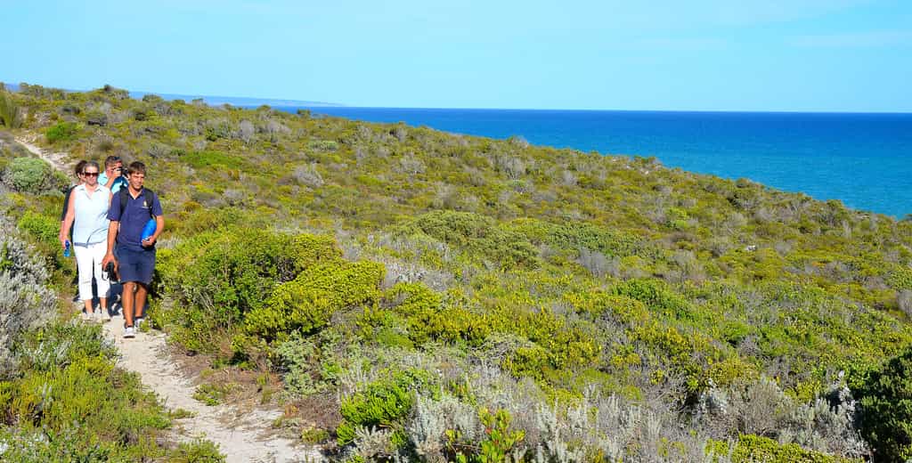 Guided Fynbos walk with endless views of the ocean