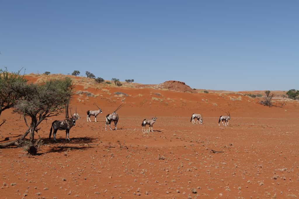 Oryx blisfully wandering the desert 