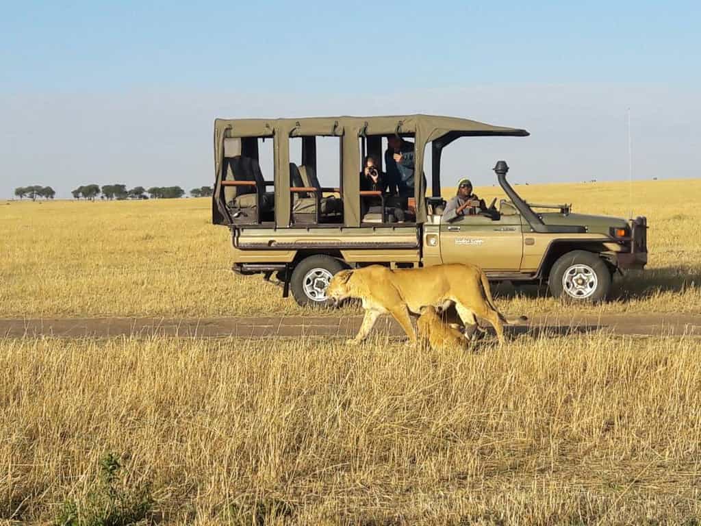 Wildlife experiences in open safari vehicles
