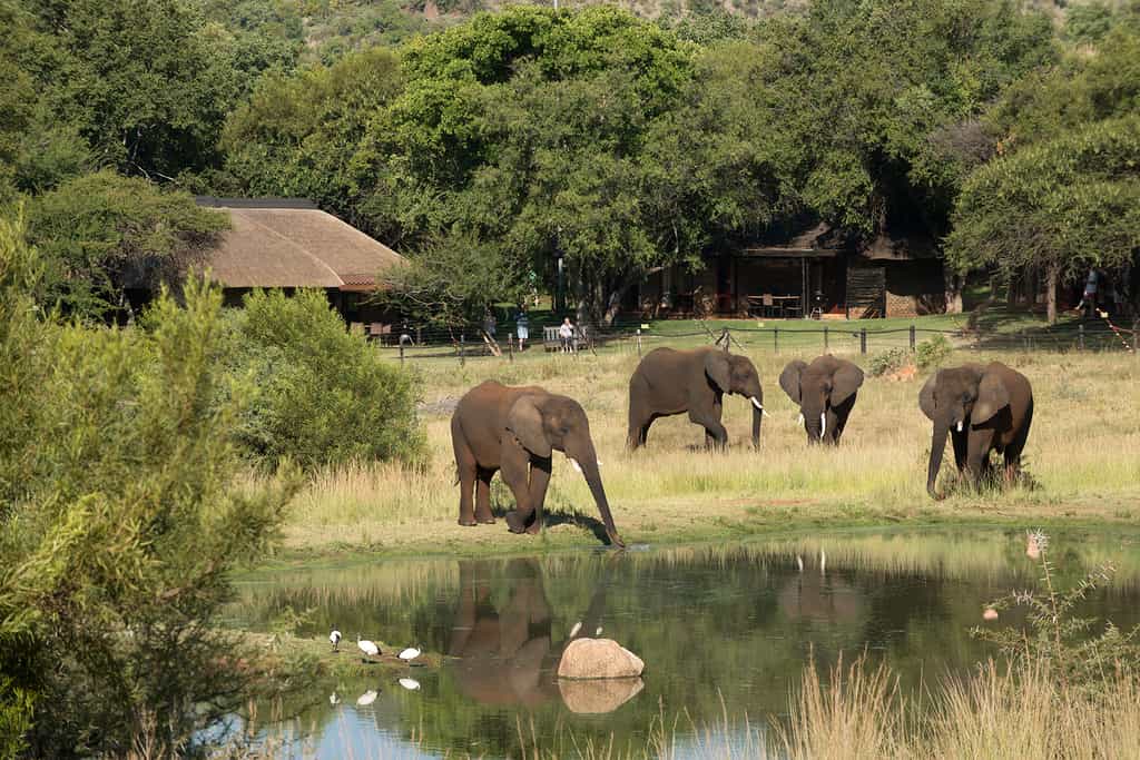 Big 5 viewing 