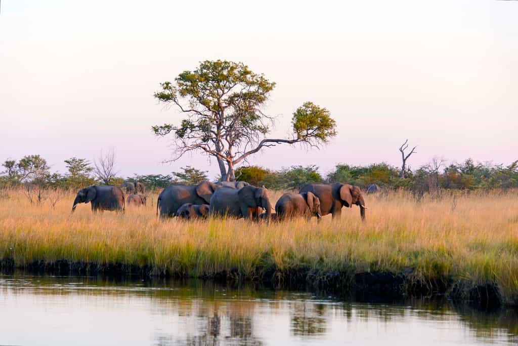Elephant spotted on a excursion 