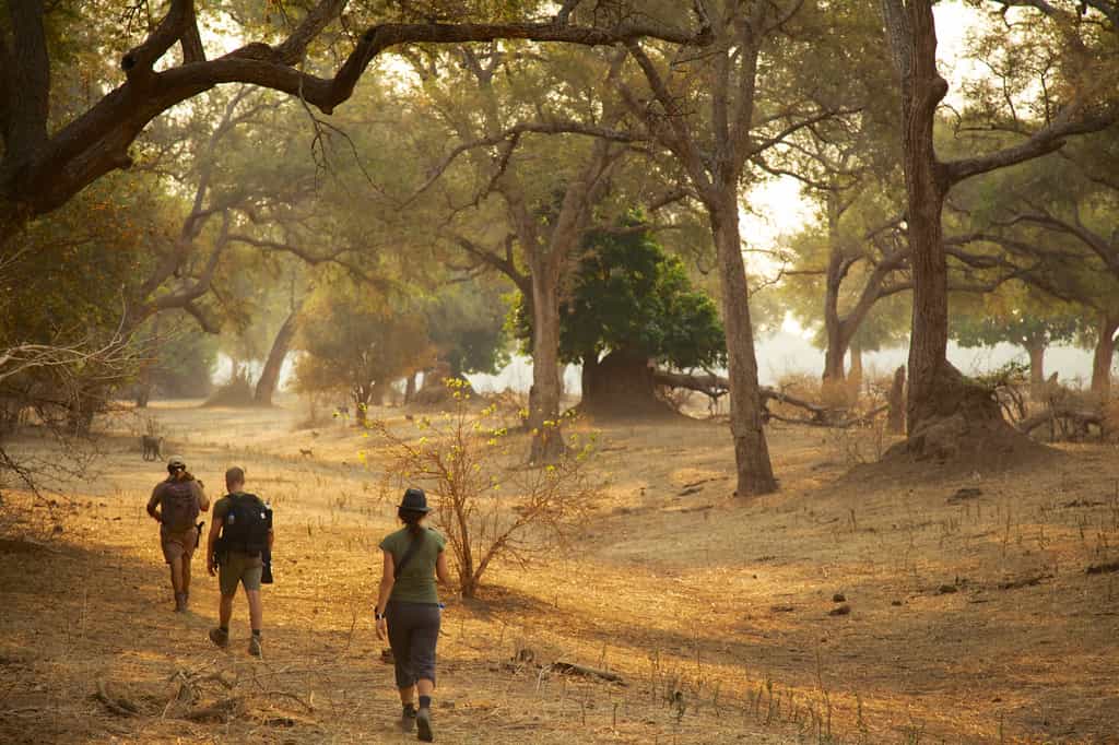 Ilala camp is set in the Nyamatusi wilderness area.