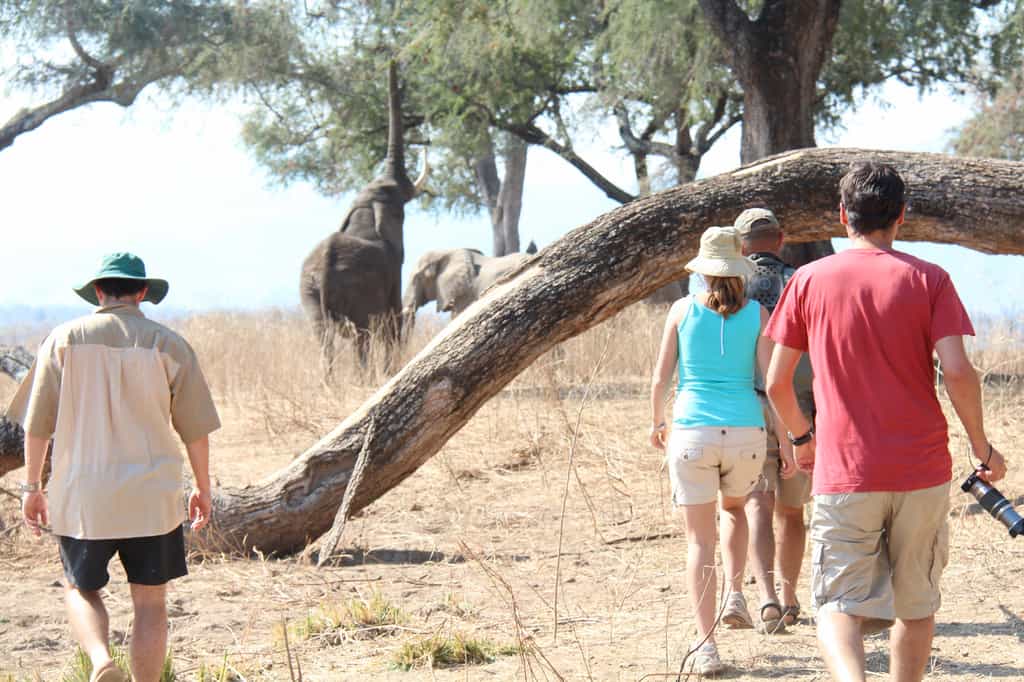 Walking on the Mana Pools flood plain after lunch. 