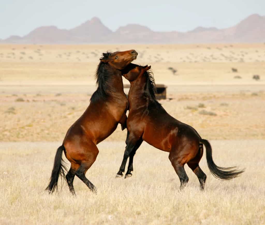 The Desert Horse Inn is just 20 km away from the habitat of the Wild Horses.