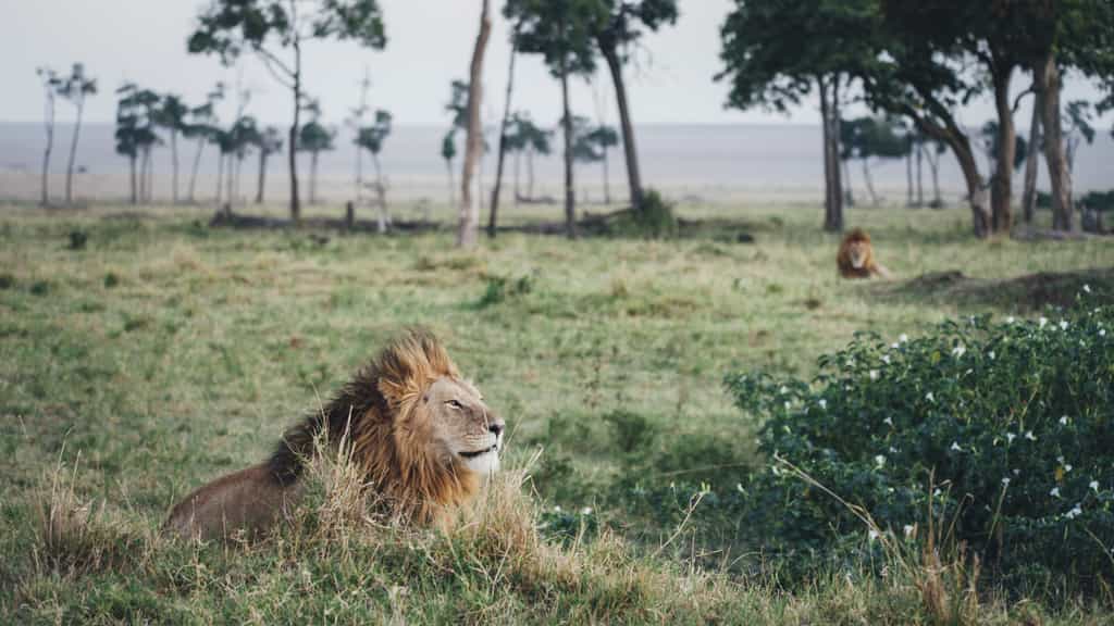 Game drive