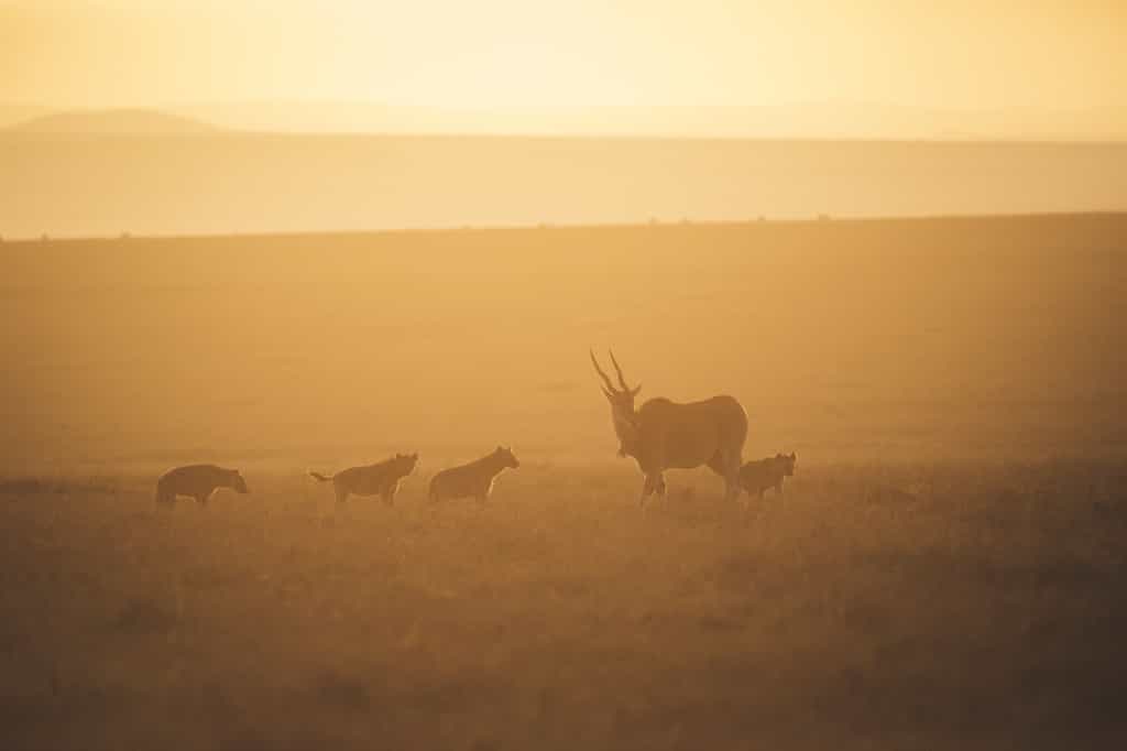 Game drive