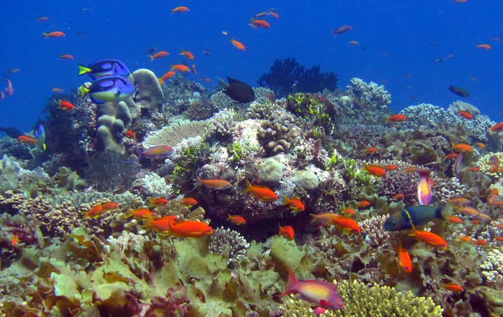 Scuba diving and snorkelling are unsurpassed