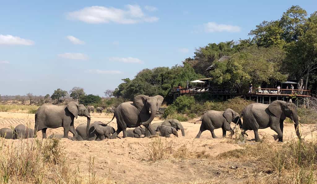 Elephants in the Riverbed