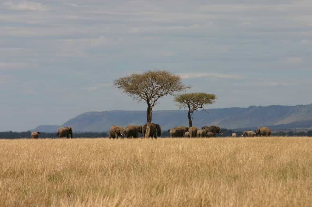 Plentiful plains