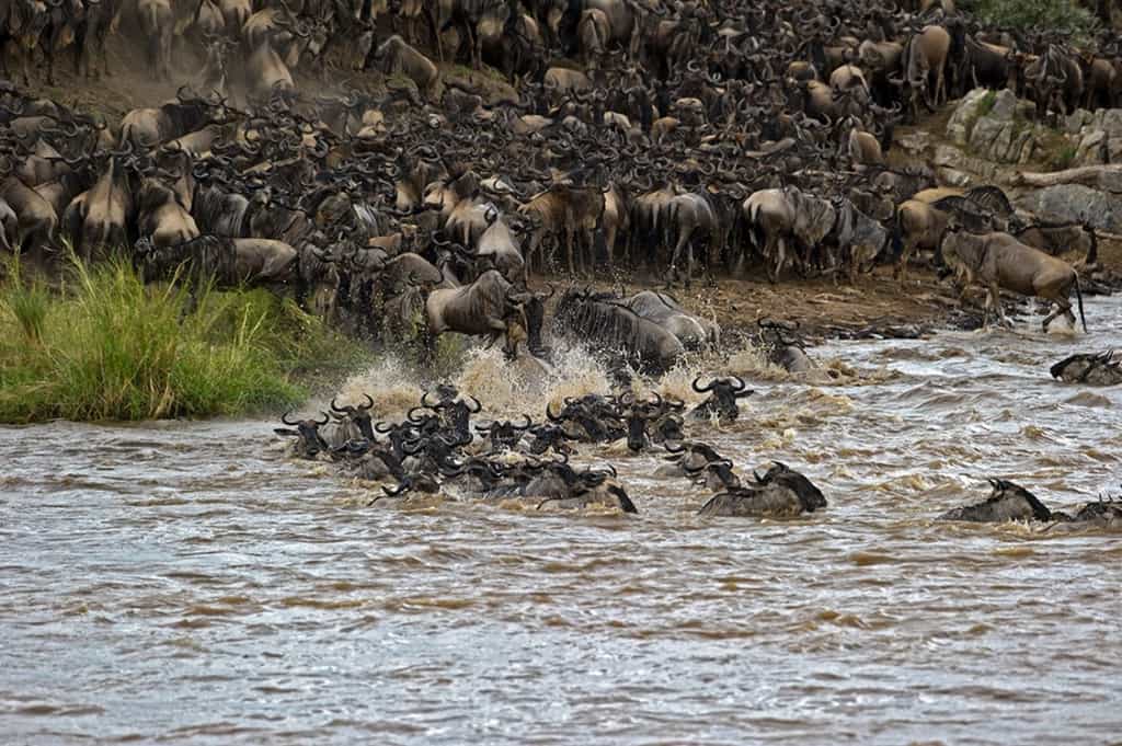 Migration Crossing Points are just minutes from Enaidura Camp