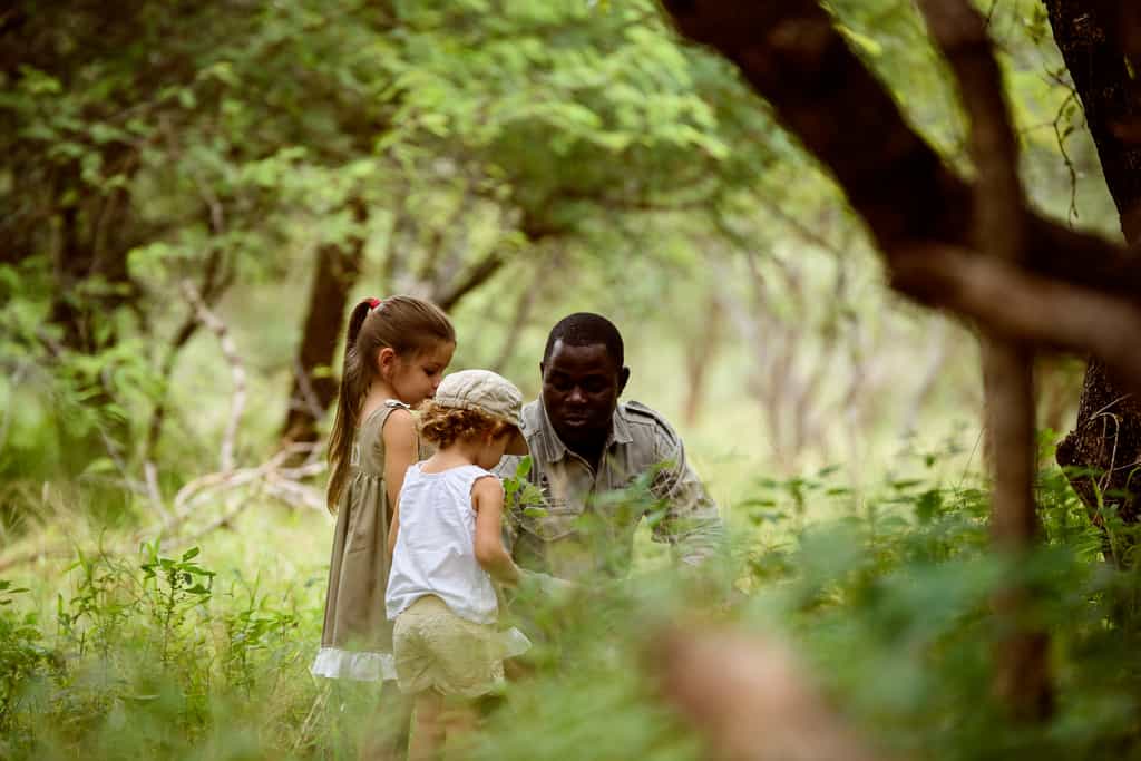 Safari