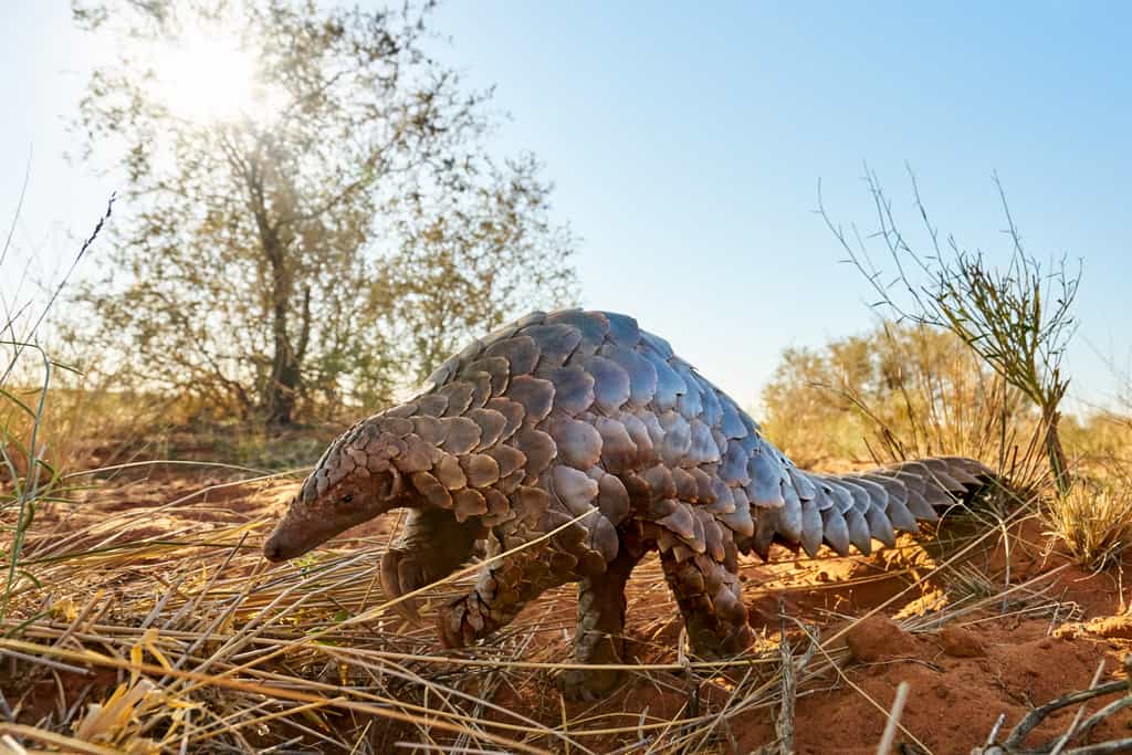 Rare and endangered wildlife